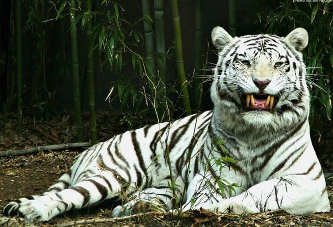 Tigre Blanco Hd Wallpapers | DIARIOHD