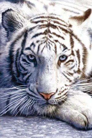 Tigre blanco Láminas en AllPosters.