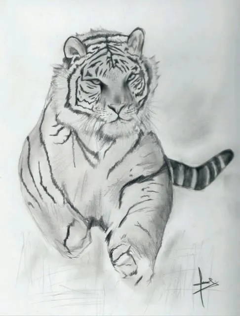 tigre blanco y negro « artevlad