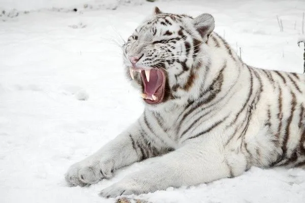 Fondos de tigres, Imágenes: Tigres (página 13)