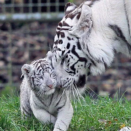 tigre blanco en peligro de extincion