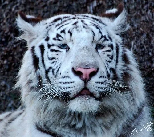 tigre blanco esta en peligro de extinción - Taringa!