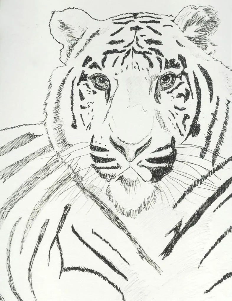 tigre blanco tinta china by kiroshiro on DeviantArt