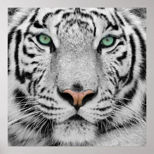 Tigre blanco posters de Zazzle.