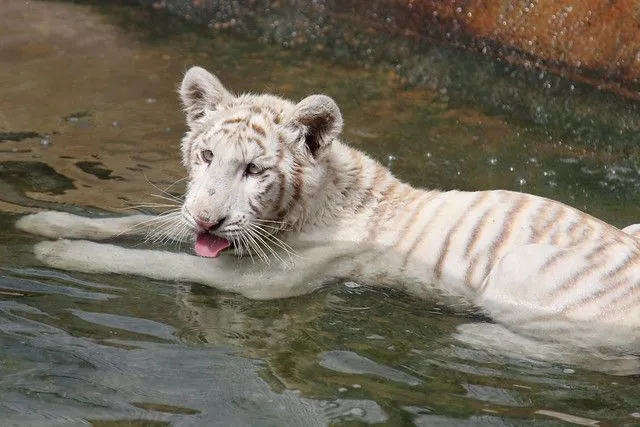 GRAN TIGRE BLANCO DE SIBERIA 33 | Flickr - Photo Sharing!