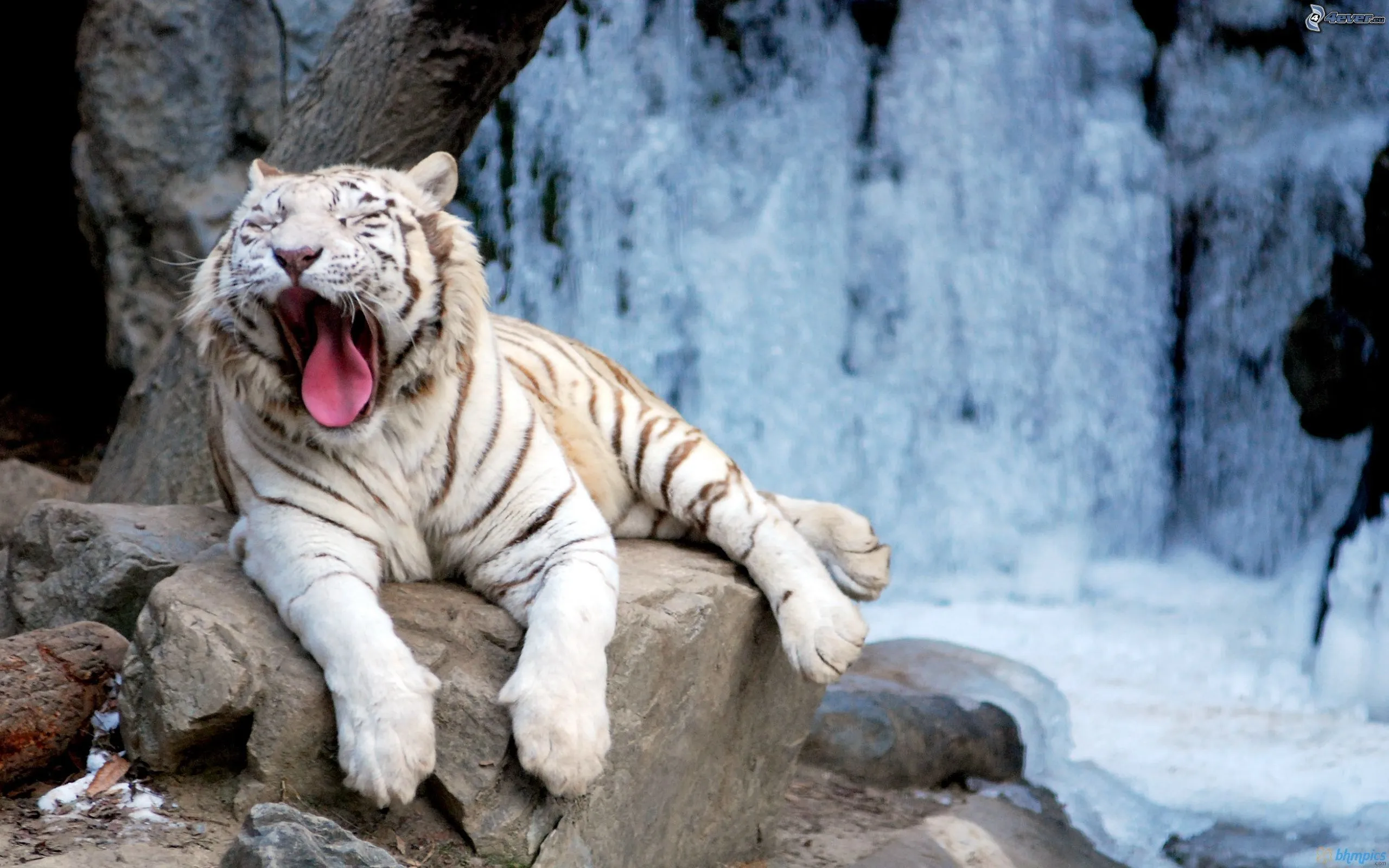 El Tigre Blanco - Taringa!