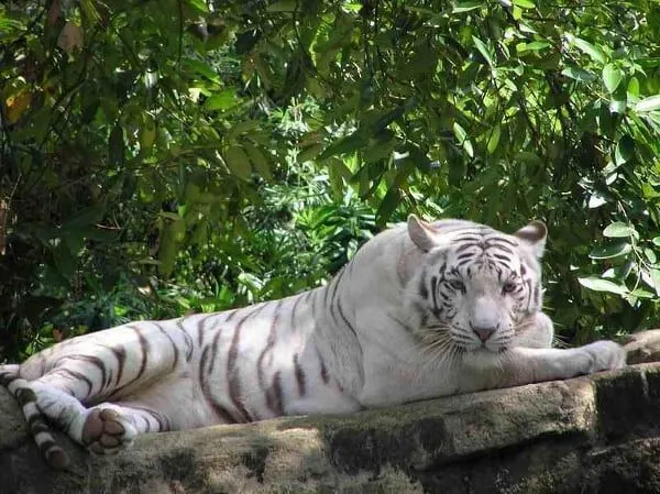 Salvemos a los Tigres Blancos - Taringa!