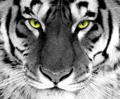 Tigre Blanco (@TigreBlanco_) | Twitter