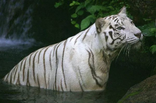 El tigre blanco | TIGREPEDIA