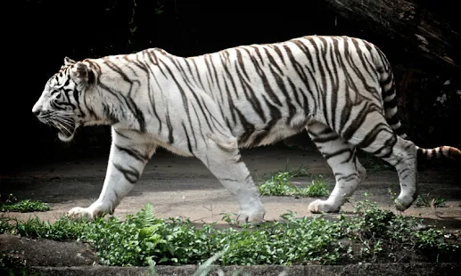 Tigre blanco Wallpapers - Aplicaciones de Android en Google Play