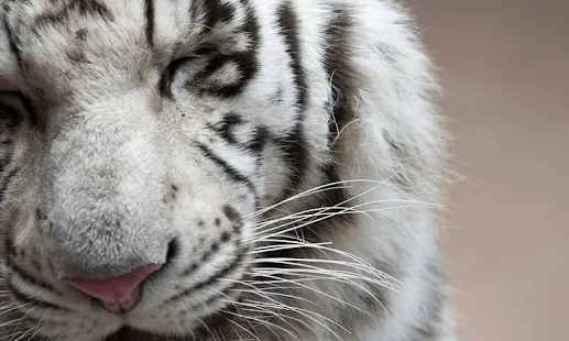 Tigre blanco Wallpapers - Aplicaciones de Android en Google Play