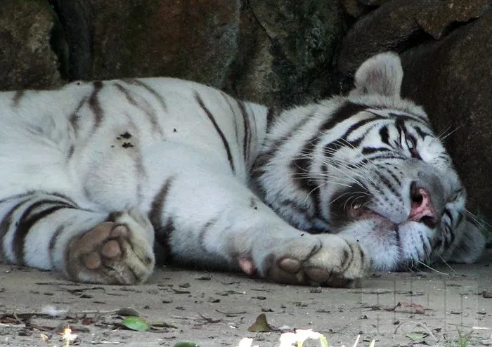 Tigre branco | Alan Corrêa