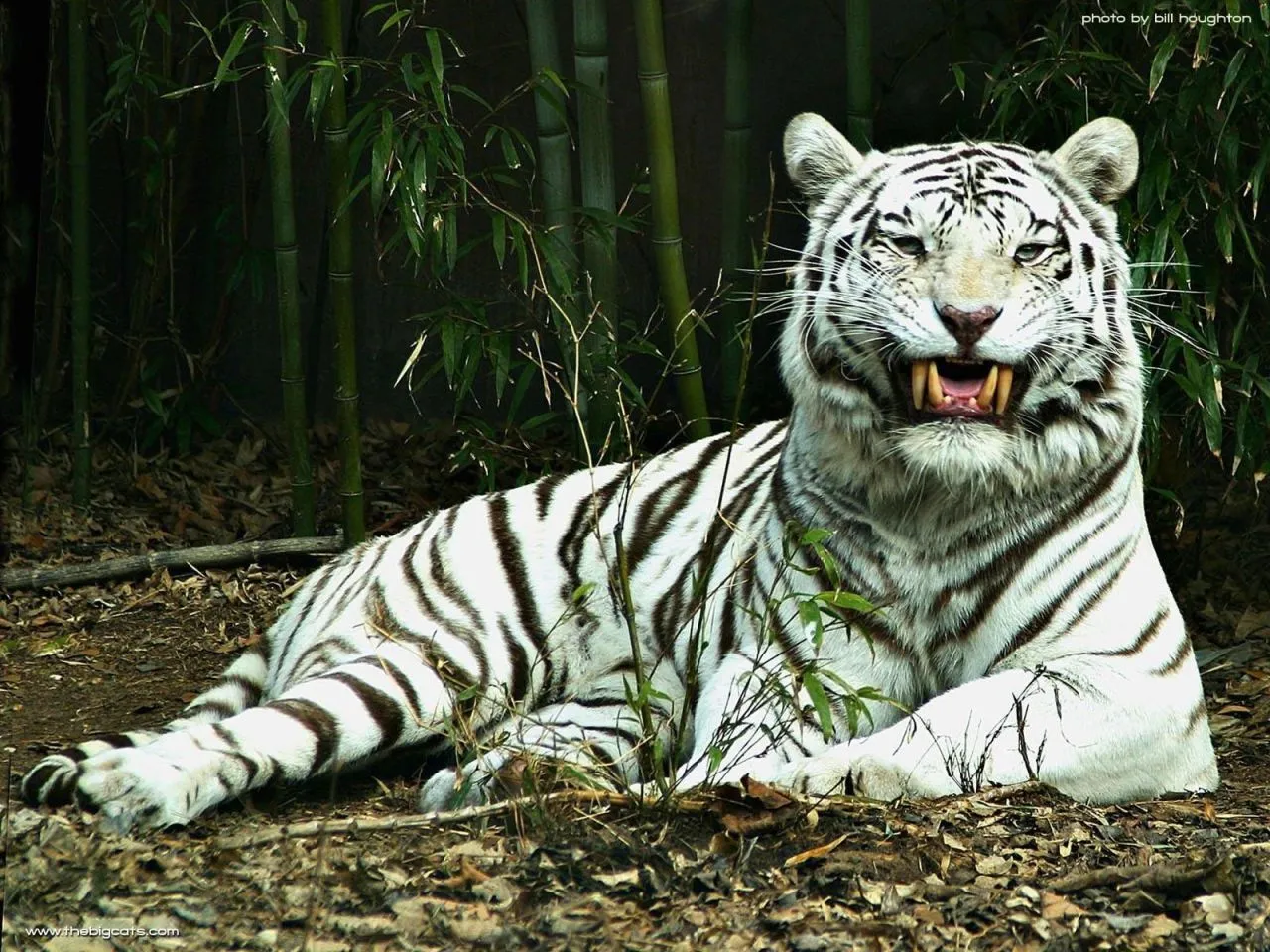 tigre branco (também conhecido como o tigre de Bengala) têm ...