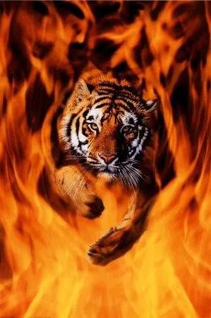 Tigre du Bengale sautant dans les flammes Affiche sur AllPosters.fr