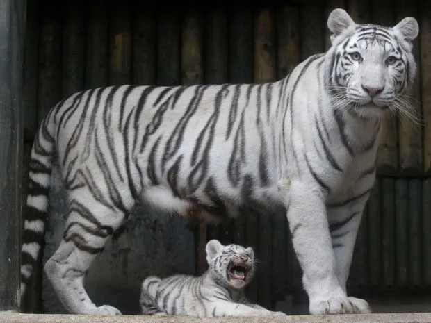 Tigre escapa da jaula e fere três funcionários de zoológico tcheco ...