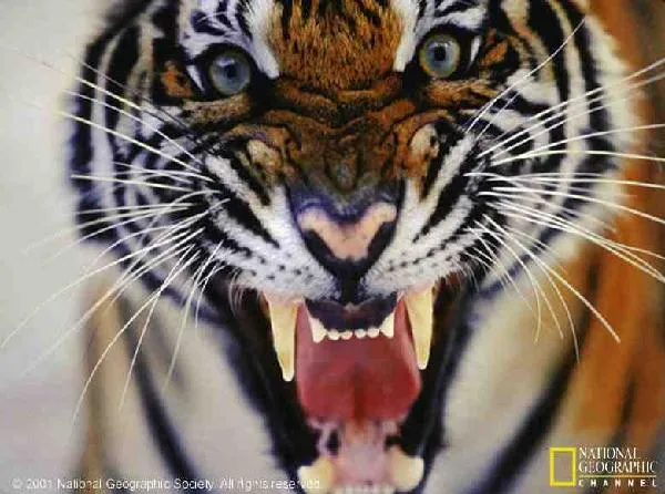 Tigre | GRANDES FELINOS