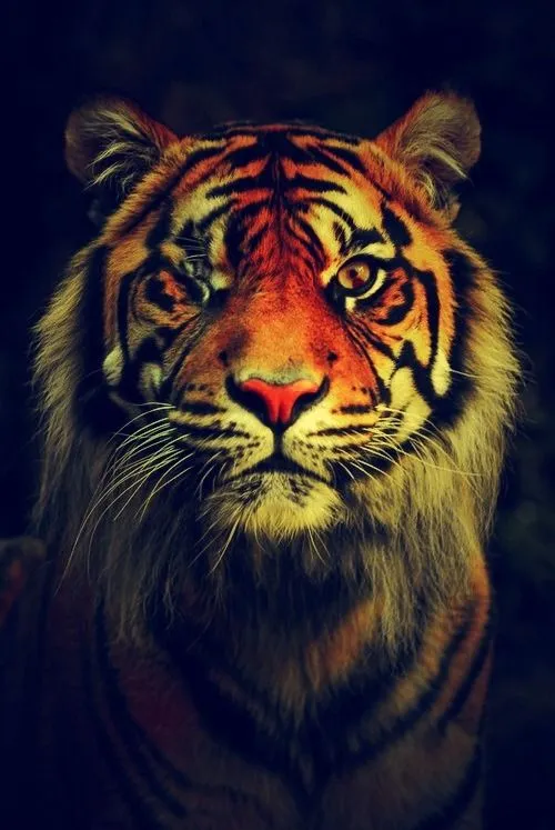 Tigres hipster tumblr - Imagui