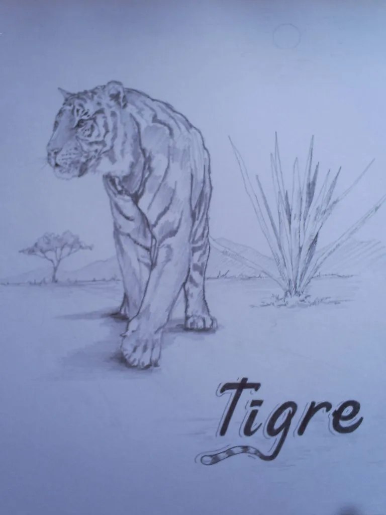 Tigre – lápiz grafito | rmirobzol