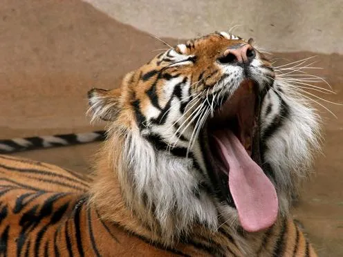 Un tigre mostrando la lengua como fondo | Software, utilidades ...