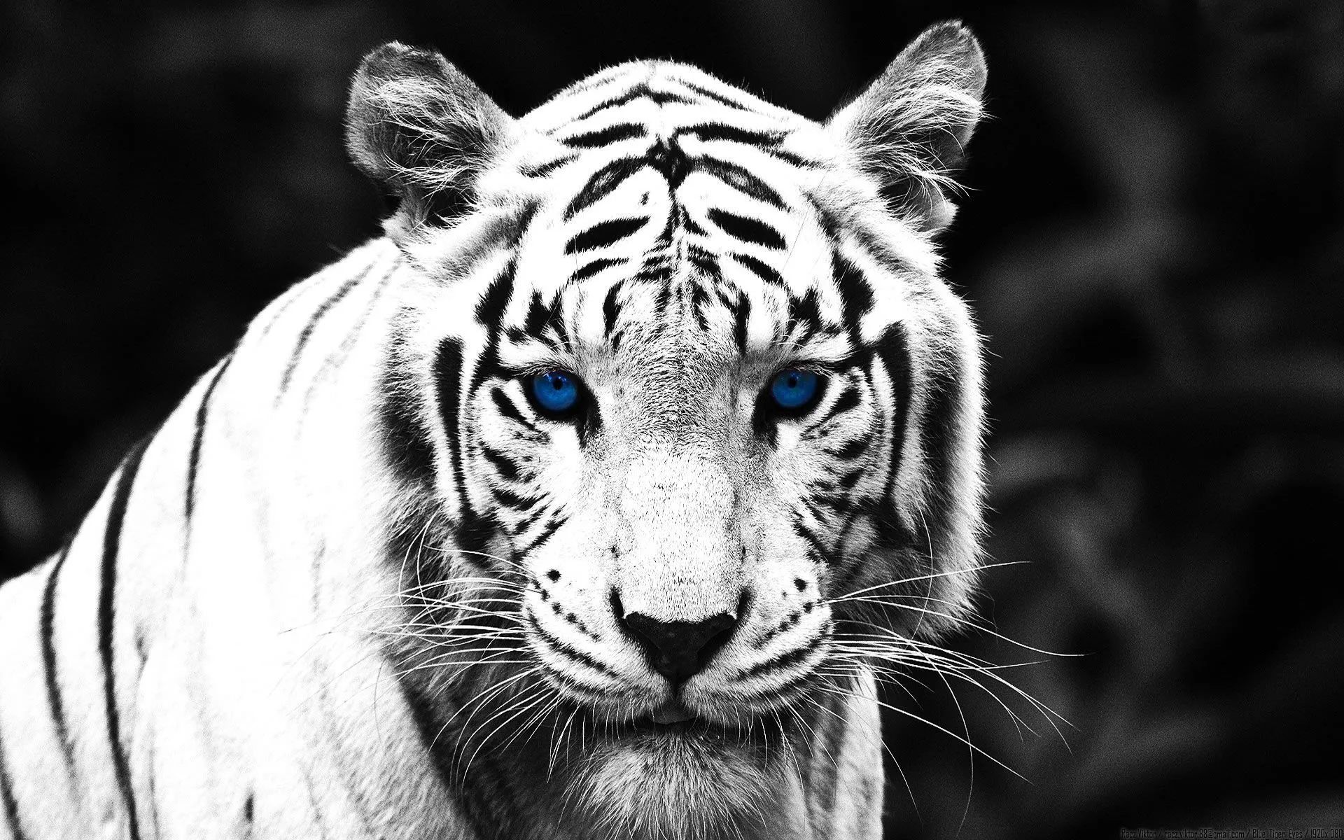 Tigre con Ojos Azules - Wallpapers