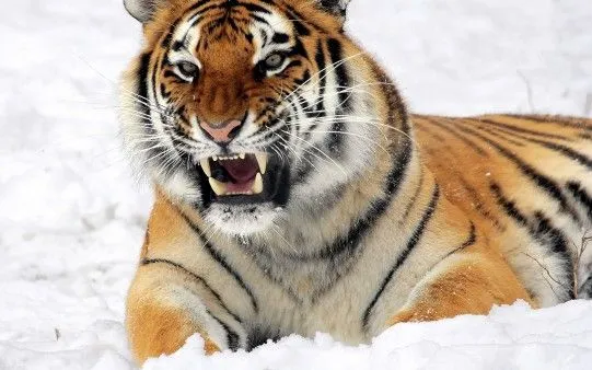 Tigre Rugiendo en la Nieve. - El fondo de escritorio perfecto está ...