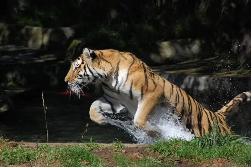 Tigre saltando | HISTORIA, CIENCIA, AZTECAS, MITO, CALENDARIO ...