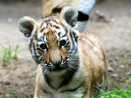 Tigre siberiano bebé es cuidado por su madre en zoológico alemán ...