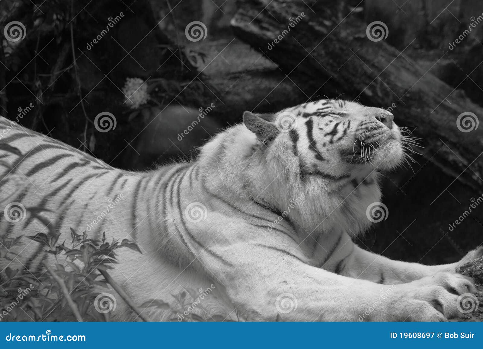 Tigre Siberiano Blanco Foto de archivo - Imagen: 19608600