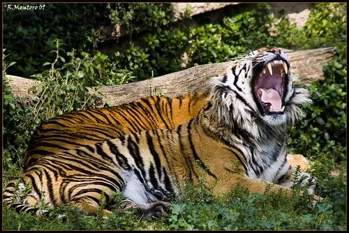 Tigre de Sumatra (Panthera tigris sumatrae) - a photo on Flickriver