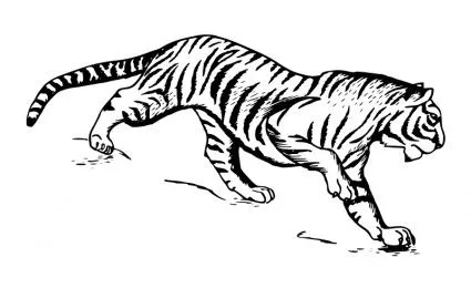 Tigre-Vector Clip Art-vector Libre Descarga Gratuita