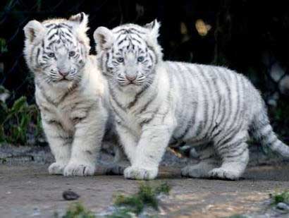 Bébés tigres