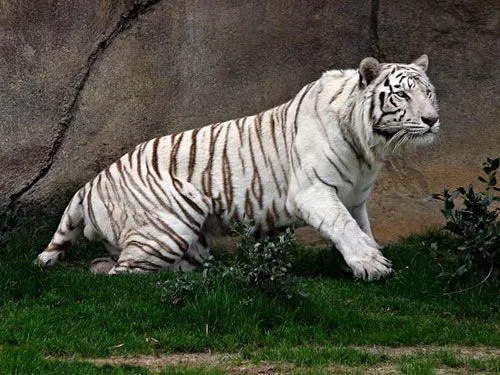 Tigres de bengala ANIMADOS - Imagui