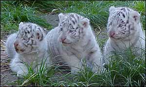 Tigres de bengala blancos. (Foto José Baig).