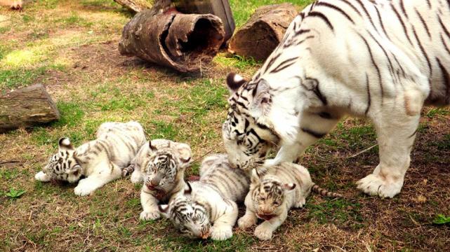 Cuatro tigres de bengala blancos nacieron en el zoo de Buenos ...