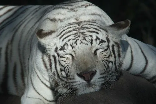 Bengal Tiger / Tigre de Bengala (Panthera Tigris)