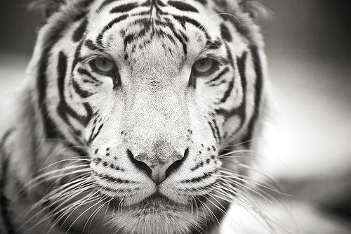 Tigres de Bengala | Tumblr