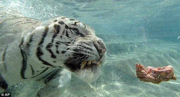 Tigres blanco de bengala en el agua - Imagui