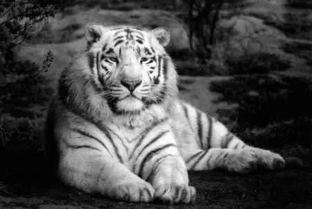 tigre blanco