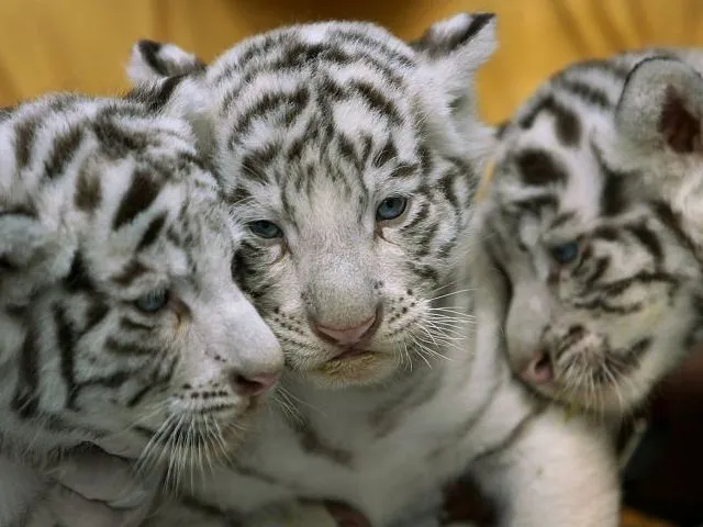 Tigres cachorros - Imagui