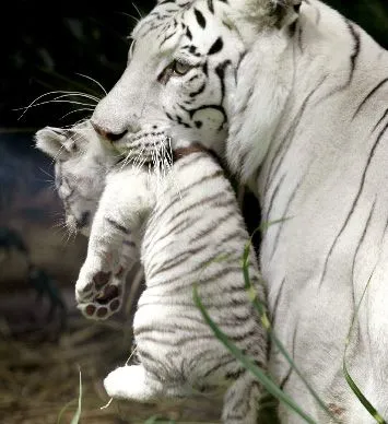 Tigres cachorros - Imagui