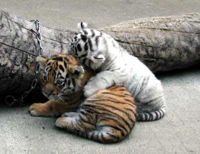 Tigres cachorros tiernos - Imagui