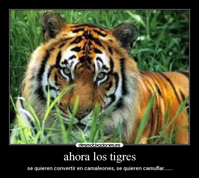 ahora los tigres | Desmotivaciones