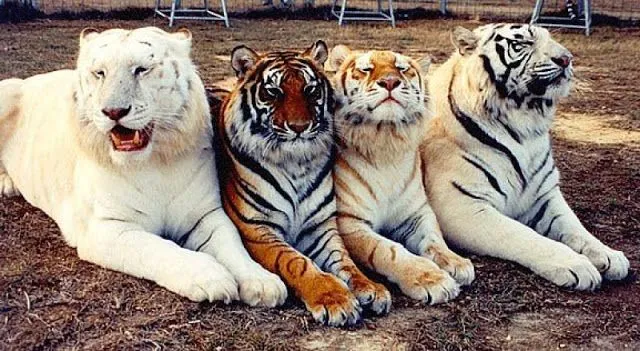 tigres | PosesosdelMundo