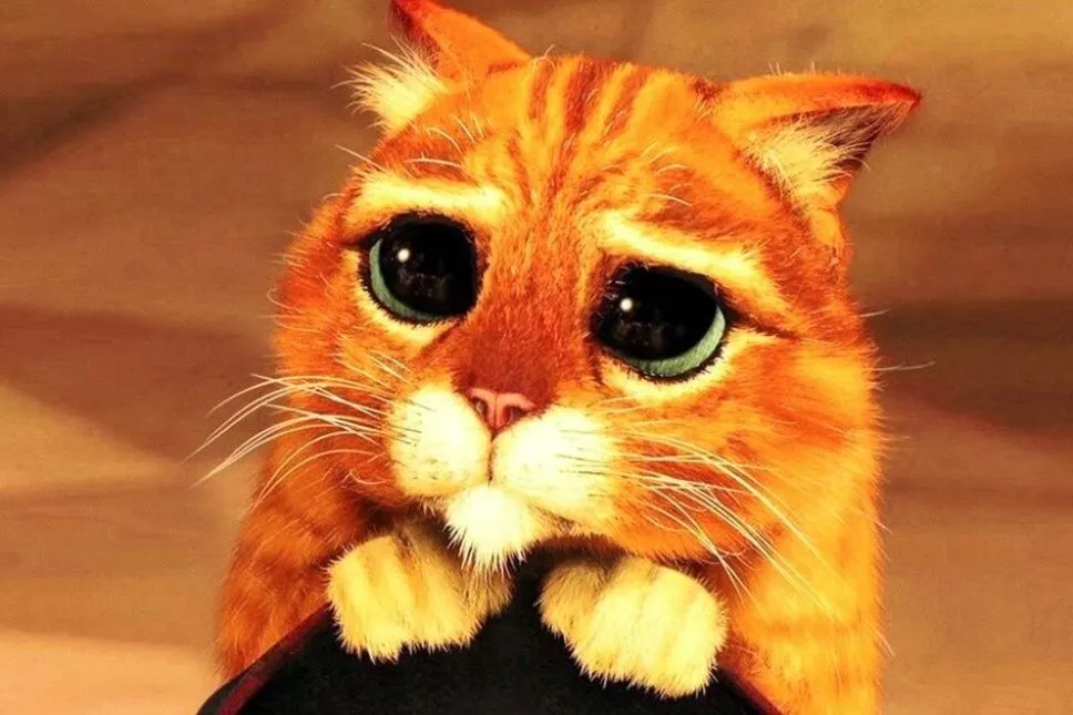 TikTok: Gatito idéntido al Gato con Botas de Shrek