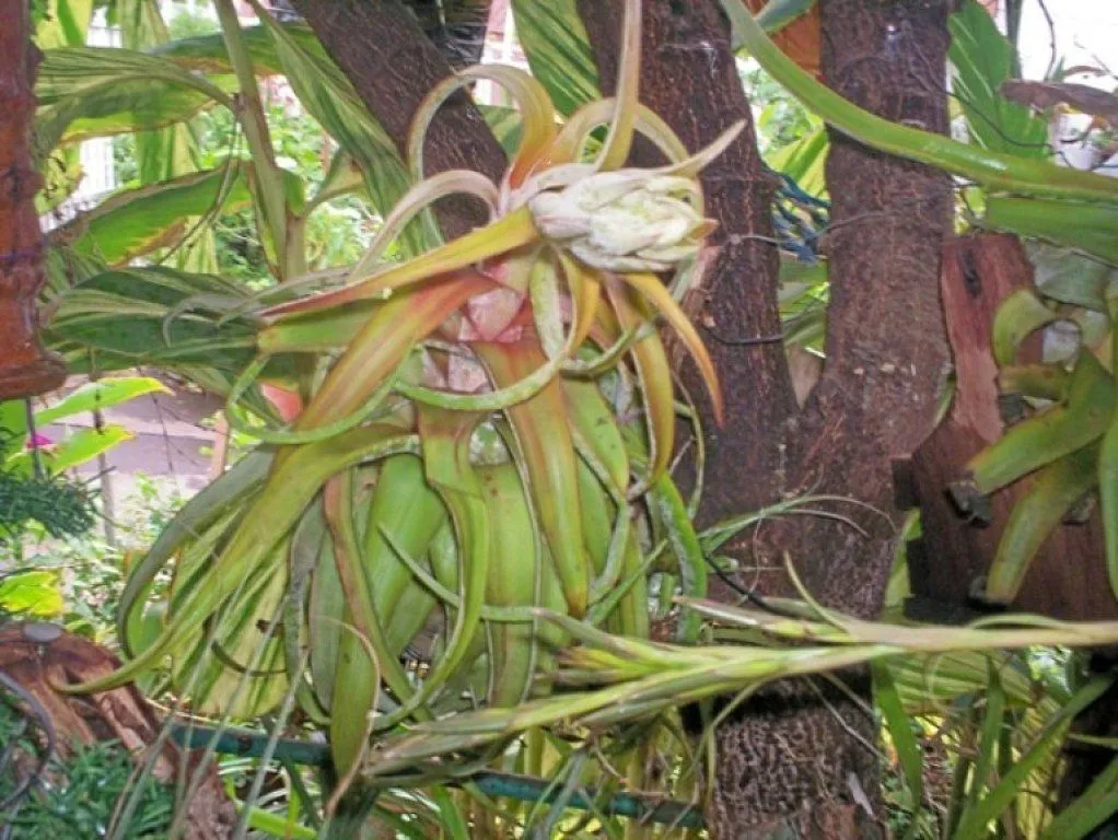 Las Tillandsias ("claveles del aire " ) (pág. 3) | Cuidar de tus ...