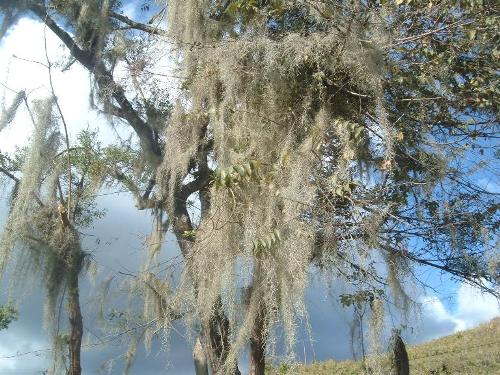 Tillandsias: dónde ubicarlas - Foro de InfoJardín