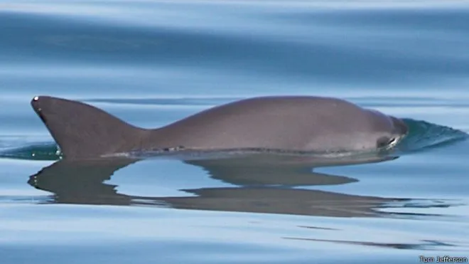 Las tímidas vaquitas marinas que están al borde de la extinción en ...