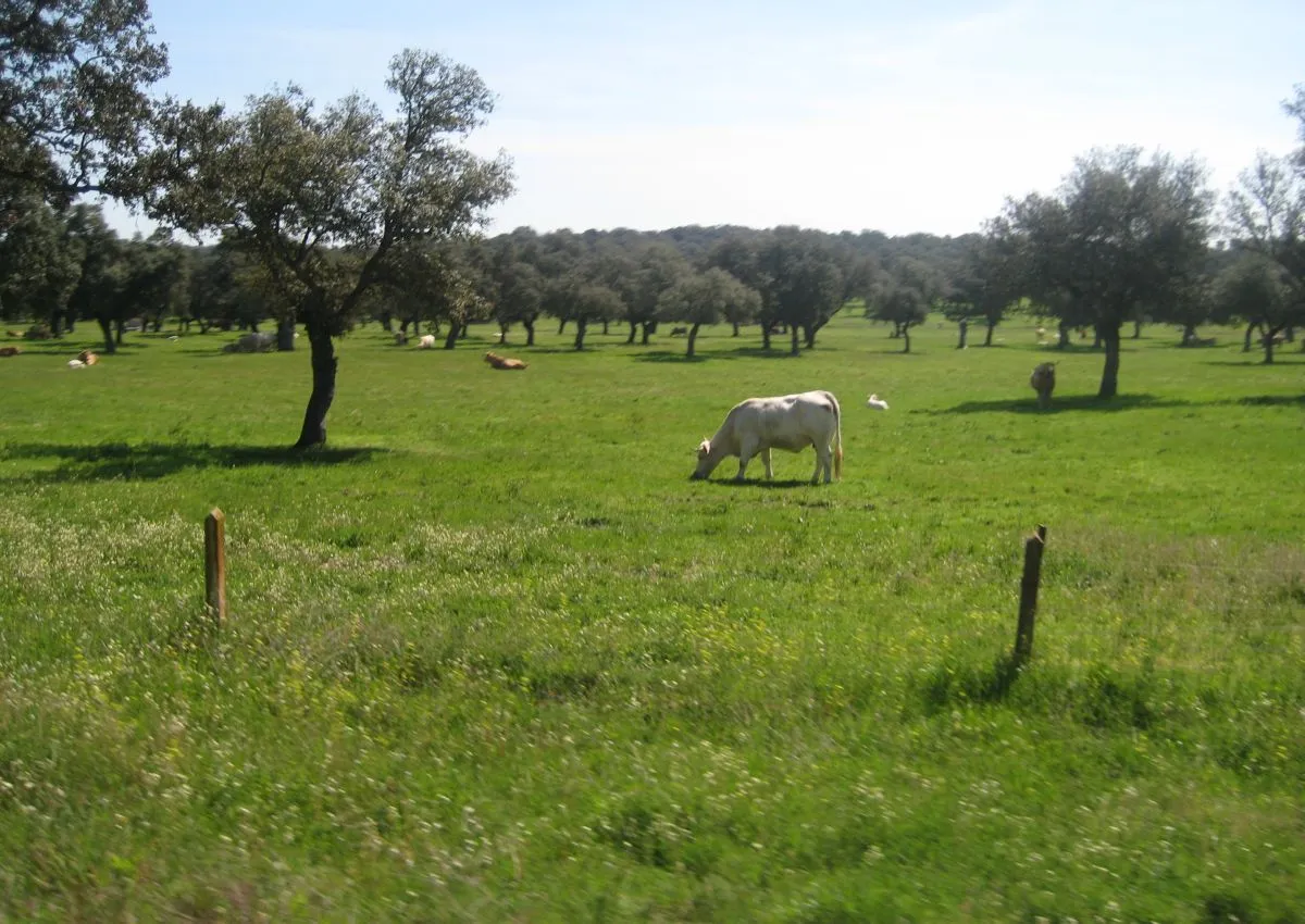 Animadas de vacas en paisajes - Imagui