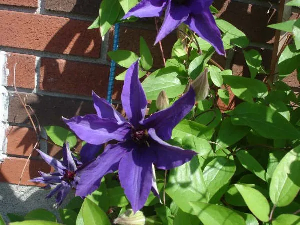 Que tipo de planta es o cual es nombre de la flor? - Foro de ...