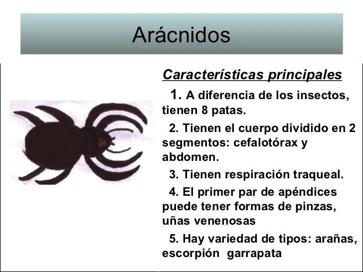 Tipos de Animales y sus características